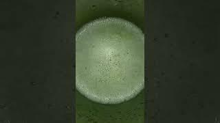 #greengrapejuice #juice #youtubeshorts #shortvideo #shootfeed #cooltime