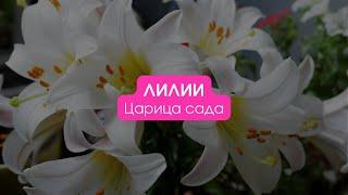 Лилии / Царица сада. Сезон 2 #лилия