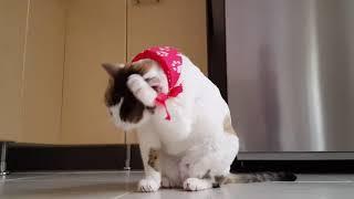 VIDEO OF FUNNY CAT 