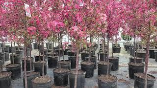 Malus Royal Raindrops® (Crabapple) // A FANTASTIC, ⭐️Top Performing, Disease Resistant, Small Tree