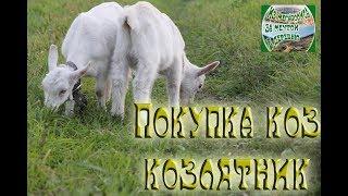 Как мы покупали коз . Козовник.