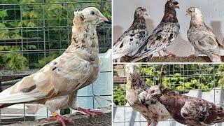 Дагестанские мраморные голуби Муртузалиева Ибрагима | Dagestan pigeons | الحمام الداغستاني القديم