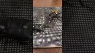 Hercules Beetle VS Palawan Stag Beetle