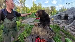 Медведь Мансур ест вкусный арбуз на завтрак Mansur  bear has a delicious watermelon breakfast 