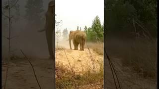 #elephant #indianelephant #wildlife #animals #wildanimals #shorts  #utubeshorts #viralshorts #trend