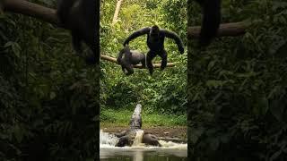 Savage Showdown: Gorilla Ambushes Crocodile!