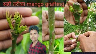 mango ,plant ,grafting, video, Ravi ,mango, plant ,grafting ,video ,mango grafting kab kare video vg