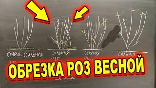 ВЕСЕННЯ ОБРЕЗКА ПО ТИПУ РОЗЫ. КАК ПРАВИЛЬНО?