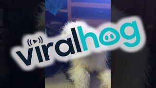 Barney The Wonder Dog Has an Itch || ViralHog