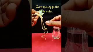 grow money plant in water #shorts