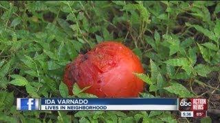 Mystery monkey appears around Lakeland neighborhood