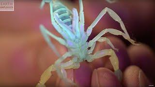 Scary Scorpion Sex! | Zoo La La | BBC Earth Explore