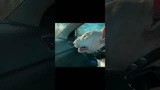 Bull Terrier Rambo
