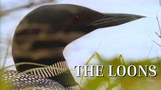 The Loons