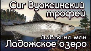 РР4 / Трофей / СИГ вуоксинский / Ладожское озеро