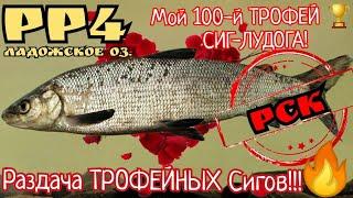 РР4. Раздача Трофейных Сигов на Ладожском Озере! мой 100-й трофей Сиг-Лудога!