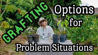 Mango Grafting Options for Problem Situations