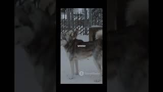 Huskieeeeess! #love #puppy #animallife #dogowner #husky #dog #dogs #subscribe #cuteanimals #cute