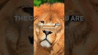 Lion Attitude Quotes | Lion Mentally  #shorts #lion