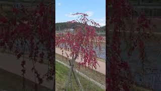살기좋은 함안(연꽃테마파크) #함안여행 #함안9경 #이찬원 #고향이좋아