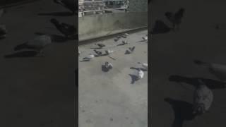 Pakistani pigeons Gujrat Adowal 24 Febuary