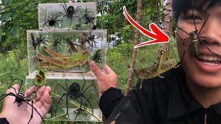 hunting insect and spider in wild! catch a lot of golden orb spider and giant giant king grasshopper