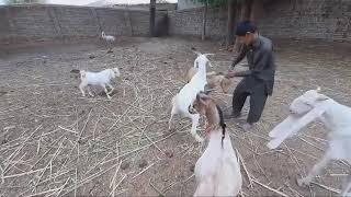 Goat mating | goat crossing