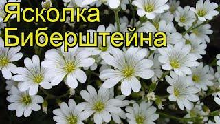 Ясколка биберштейна. Краткий обзор, описание характеристик cerastium biebersteinii