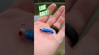 Catching Live Bait! #panfish #fishing #fish #pondfishing #bluegill #bream #pond #bait