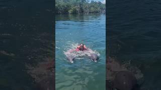 Fun with Dolphin