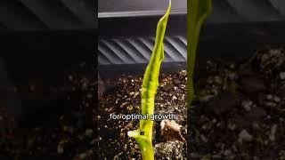 150 Day Time Lapse: From Bulb to a Full-Grown Calla Lily #nature #timelapse #callalily #plants