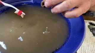 Creation of a 2 Week Metal Detecting Wrap Up with BHiggles