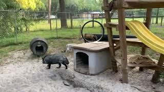 Fox Tales Florida morning foxy check in!