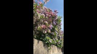 Oxford in spring