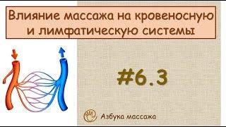 Влияние массажа на кровеносную и лимфатическую систему | Урок 6, часть 3 | Уроки массажа