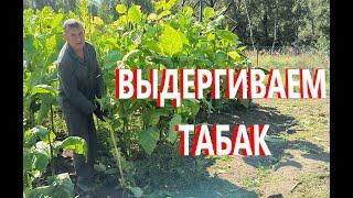 Уборка ТАБАКА продолжается. ЛИСТ собран, убираем стебли. Наша жизнь в деревне.