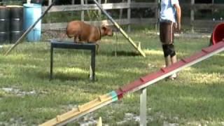 Clever K9 Agility Run