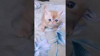 Billi ki awaaz