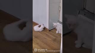 мои малышки #котики #котикивидео