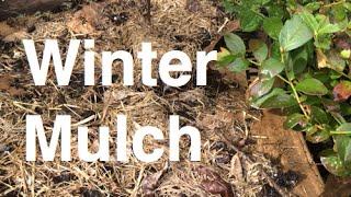 Mulching Garden Beds for Winter Organic Easy and Cheap using Comfrey Used Coffee Grounds and Paper