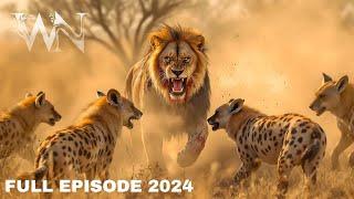 LIONS VS HYENAS | Clash of Predators in the Savannah | Animal documentary