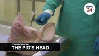 BONUS FEATURE | The Inge Lotz Story: A Miscarriage of Justice - The pig's head