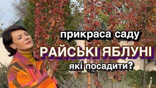 Чому садимо райські яблуні? Декоративні яблуні в саду.