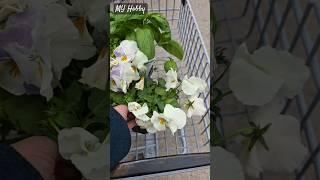 My Spring and Summer #shorts #gardening  #nature