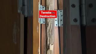 Termite Destruction | Anti termite treatment for Home  #pestcontrol