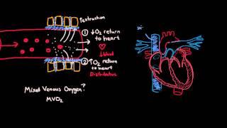 Shock Pathophysiology Part 1