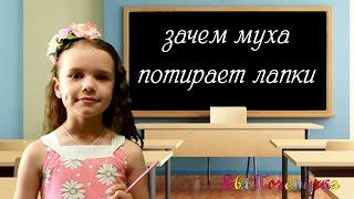 ЕваПочемучка - зачем муха потирает лапки