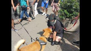 Puppy Benni on German GayPride Karlsruhe 2018 (🟡Human Pupplay🟡) #humanpupplay