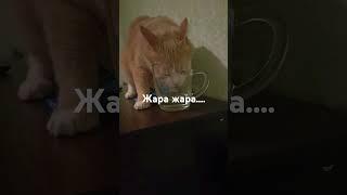 дада... #kawasaki #minecraft #cat #song #котики #stream #мем #реки #котик #funtime