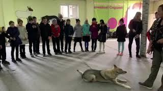 GREAT DOG школа бесконфликтной Дрессировки